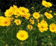 宿根花卉品種特色有哪些？