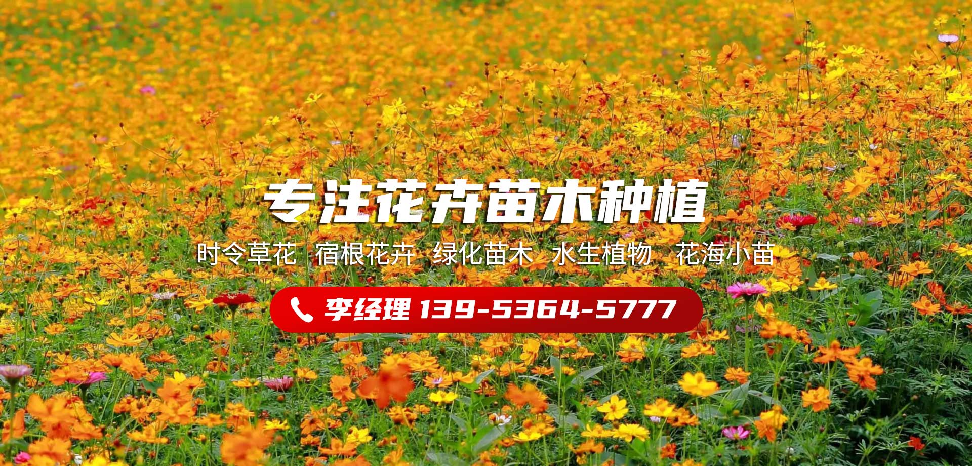 青州市木森林綠化苗木有限公司